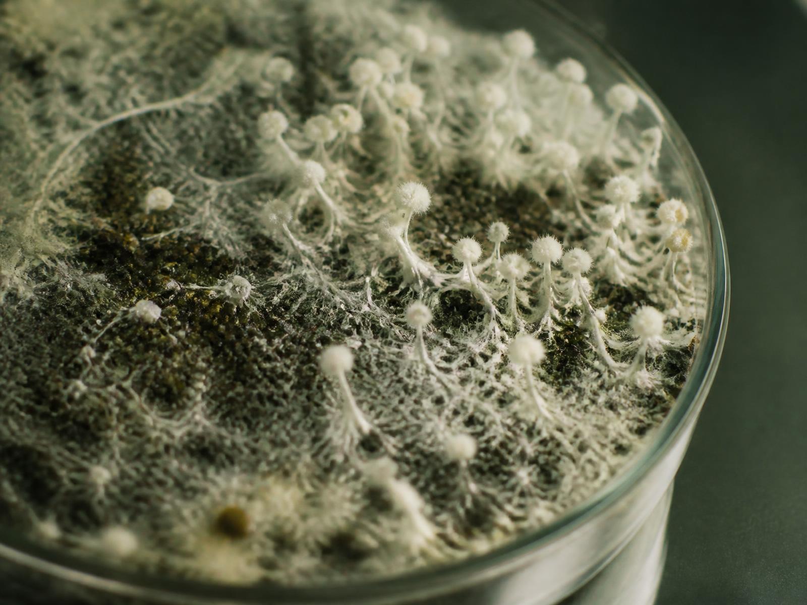 Macro view of white mycelium colonising substrate in a laboratory petri dish